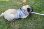 Escape Proof Dog Harnesses with Leash (Set)