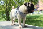 Escape Proof Dog Harnesses with Leash (Set)