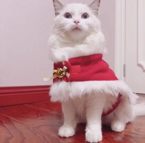 Merry Christmas Pets (Dogs & Cats) Beautiful Clothes (Color: Red/White, Size: Small)