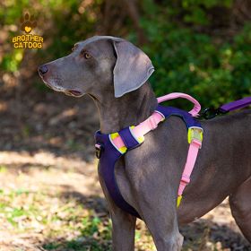 Dog chest sling Explosion-proof punch sling leash rope (select: AN6-purple-M)